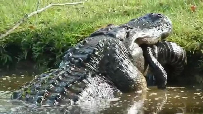 Γιγαντιαίος αλιγάτορας τρώει έναν μικρό αλιγάτορα 