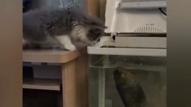 Το ψάρι δάγκωσε τη γάτα